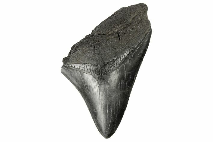 Partial, Fossil Megalodon Tooth - South Carolina #171157